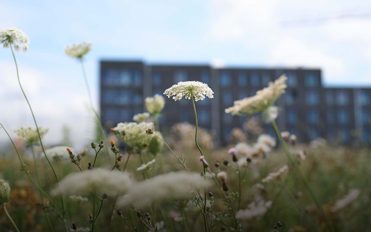 Blumenwiese in den Steimker Gärten
