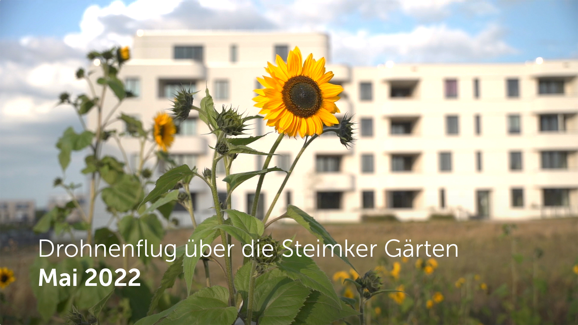 Thumbnail Sonnenblume vor den Steimker Gärten